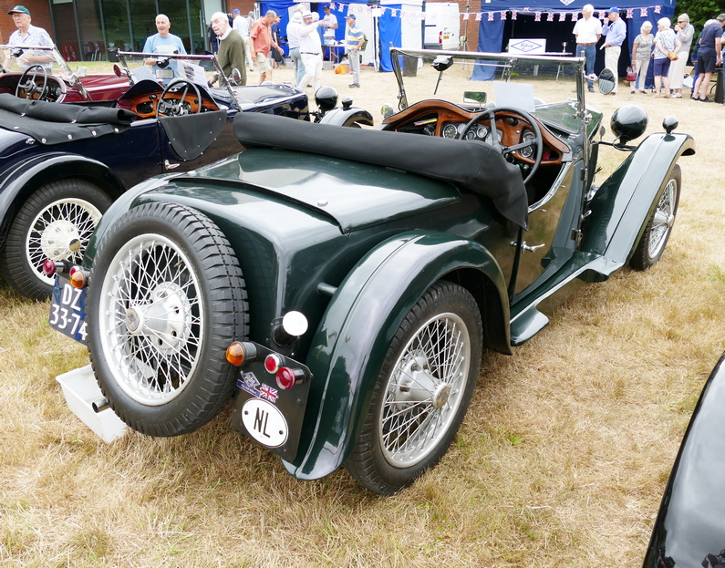 Riley Gamecock from the Netherlands. Rear